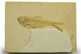 Detailed Fossil Fish (Diplomystus) - Wyoming #363899-1